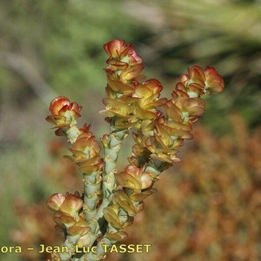 Anabasis articulata Máis