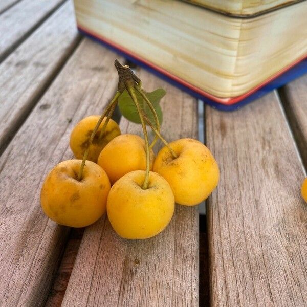 Malus prunifolia Fruit