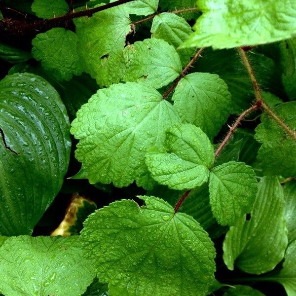 Rubus phoenicolasius Leaf