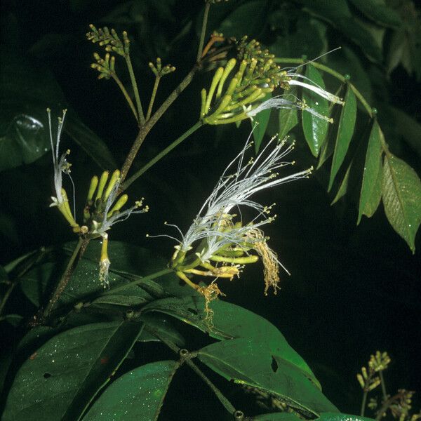 Inga thibaudiana 花