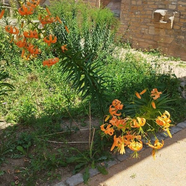 Lilium henryi Habit