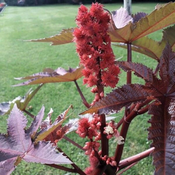 Ricinus communis Frugt