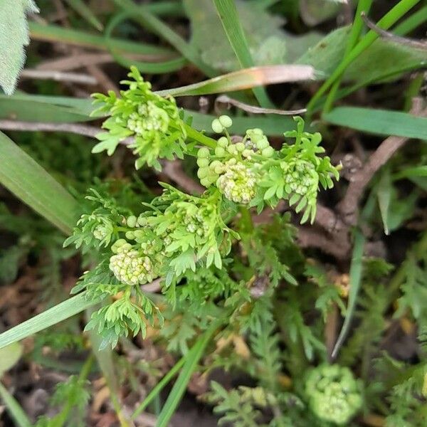 Lepidium didymum Habitus