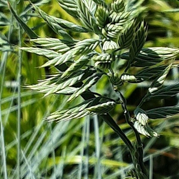 Festuca glauca फूल