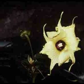 Abelmoschus manihot Flower