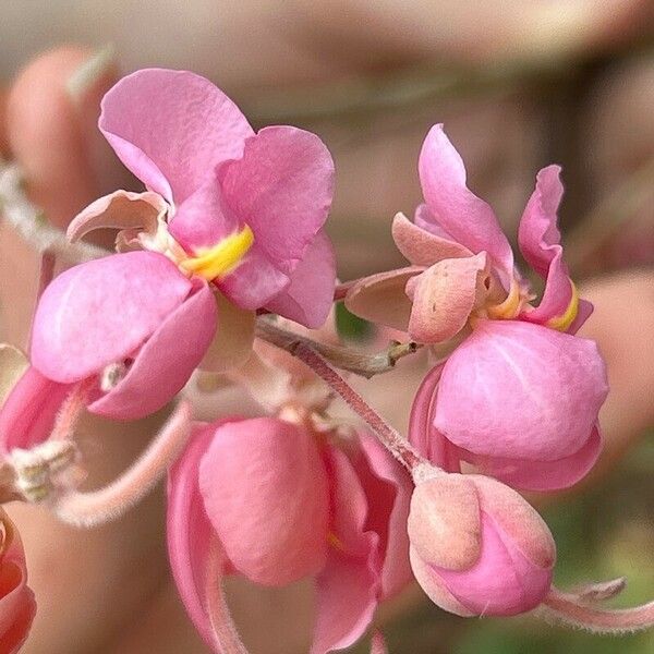 Cassia grandis Blomst