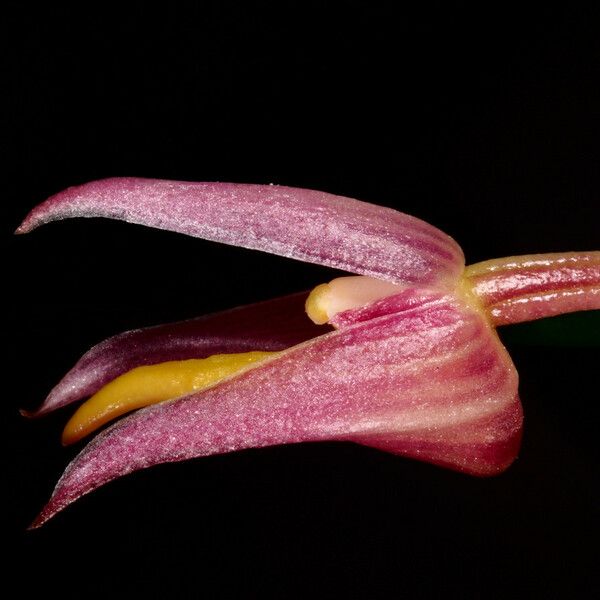 Bulbophyllum comptonii Kvet