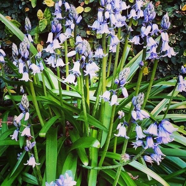 Hyacinthoides hispanica Fleur