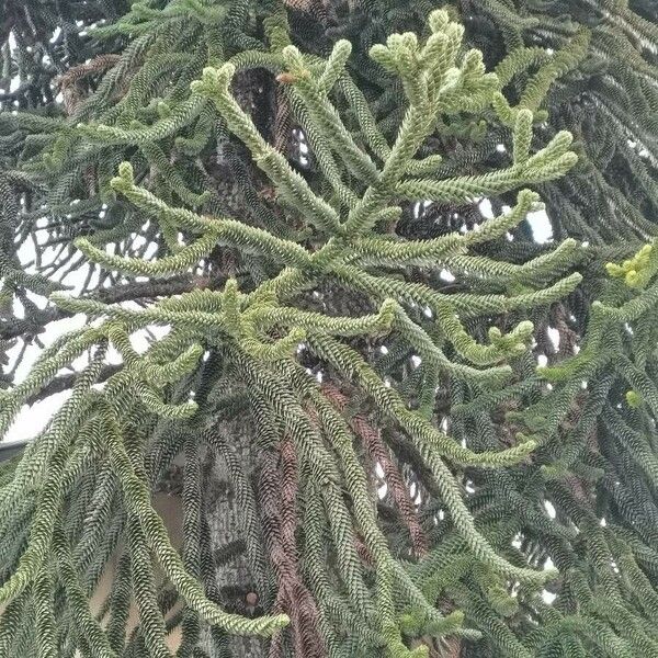 Araucaria heterophylla Liść