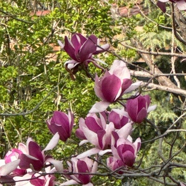 Magnolia campbellii Flors