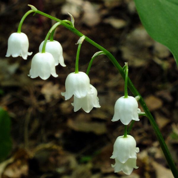 Convallaria majalis Flower