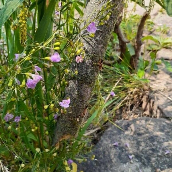 Agalinis tenuifolia Kukka