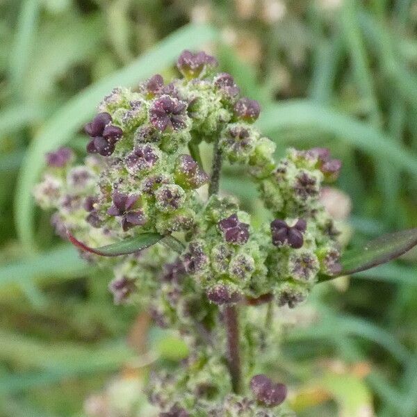 Chenopodium album Gyümölcs