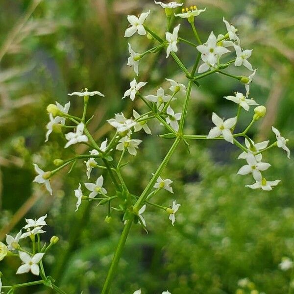 Galium album ফুল