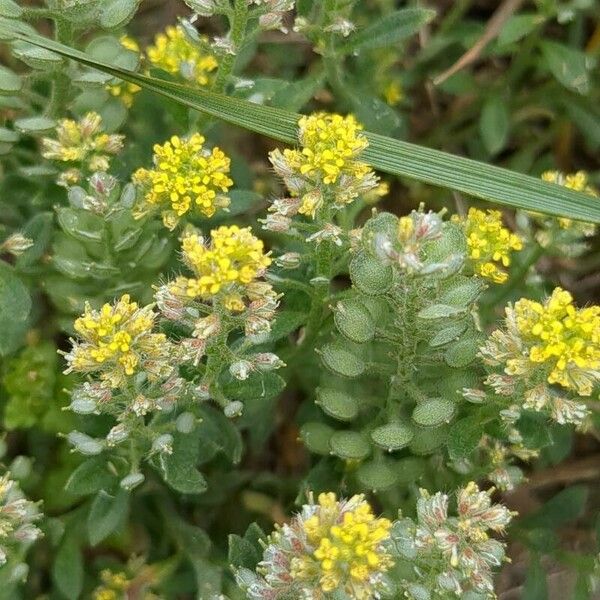 Alyssum simplex Õis