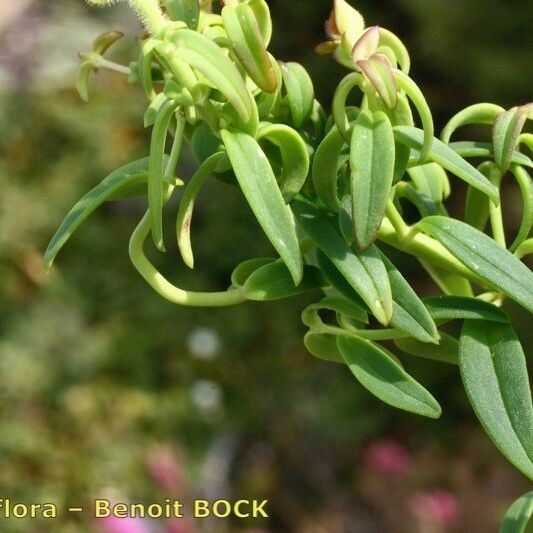 Antirrhinum cirrhigerum Fruit