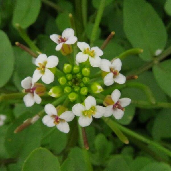 Nasturtium officinale Flower