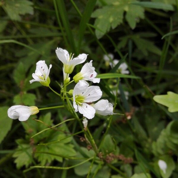 Cardamine amara പുഷ്പം