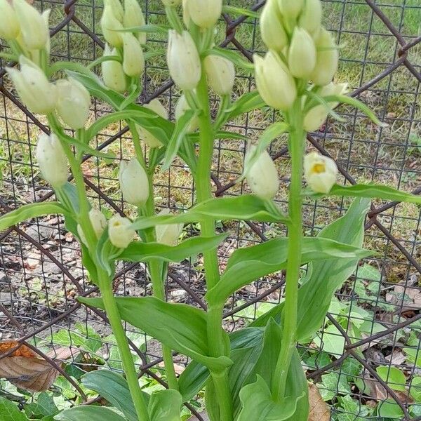 Cephalanthera damasonium ᱛᱟᱦᱮᱸ