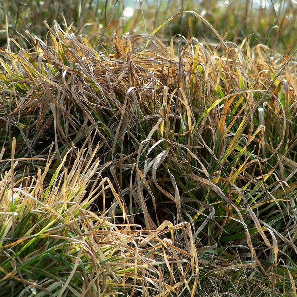 Carex pendula Feuille