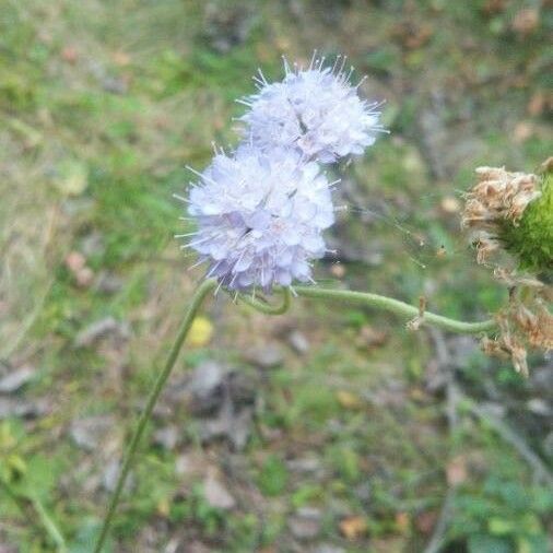 Succisella inflexa Žiedas