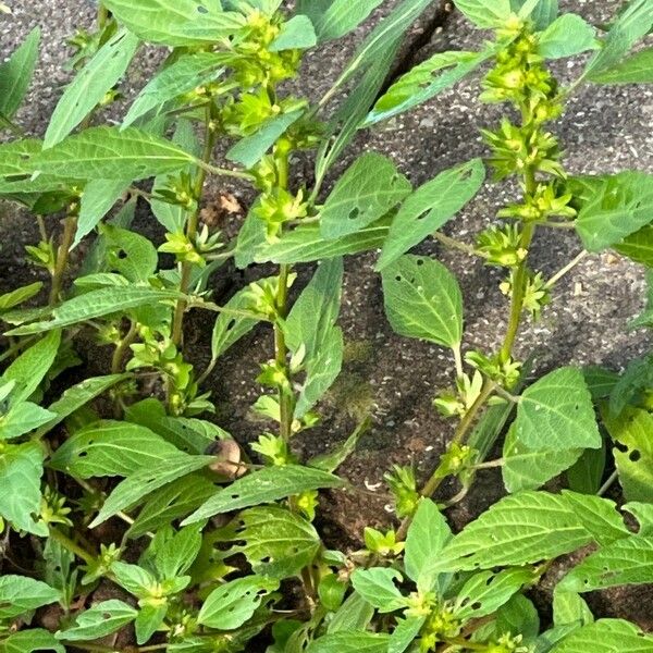 Acalypha virginica Лист