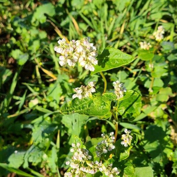 Fagopyrum tataricum Flower