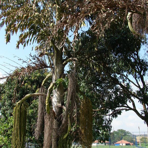 Caryota urens Плод