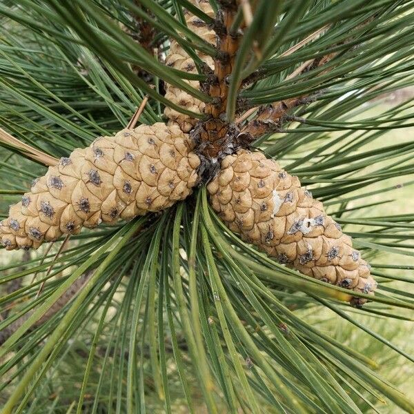 Pinus nigra ᱡᱚ