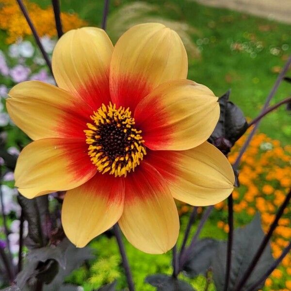 Dahlia × cultorum Flower