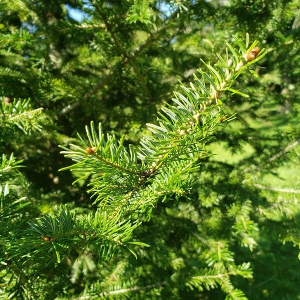 Abies balsamea Liść