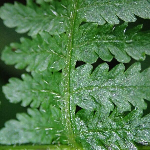 Deparia boryana Leaf