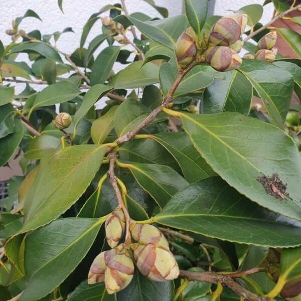 Camellia sasanqua Annet