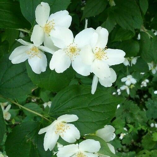 Philadelphus coronarius फूल