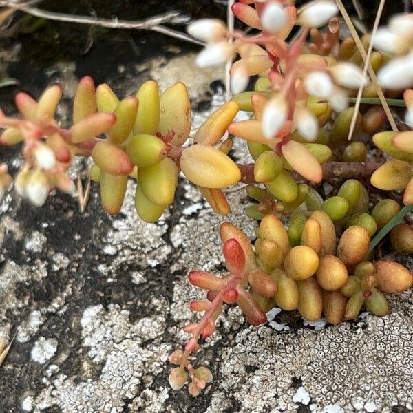 Sedum album Frunză