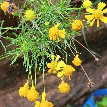 Helenium amarum Ліст