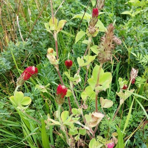 Trifolium incarnatum Habitus