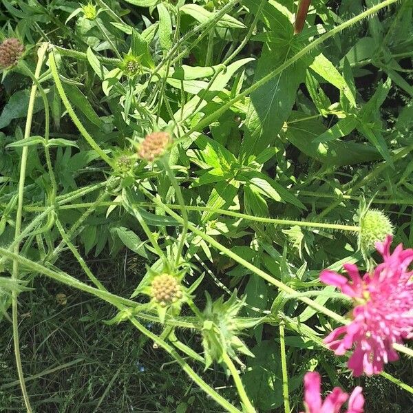 Knautia macedonica Kůra