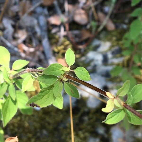 Origanum vulgare Leaf