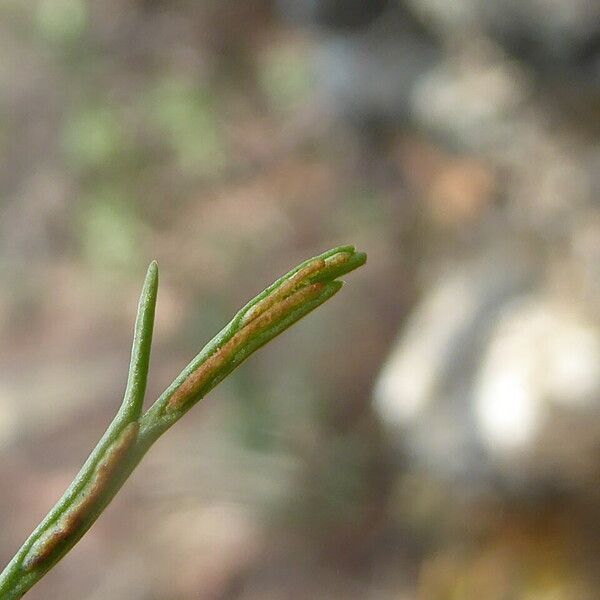 Asplenium septentrionale Frukt