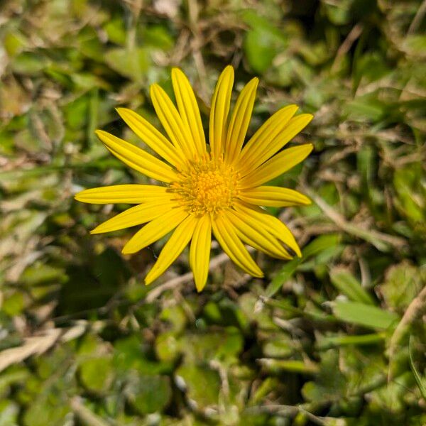 Arctotheca calendula Flower