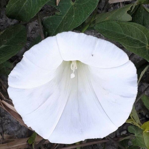 Convolvulus sepium Çiçek