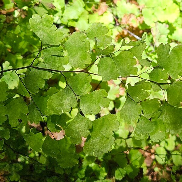 Adiantum capillus-veneris 葉