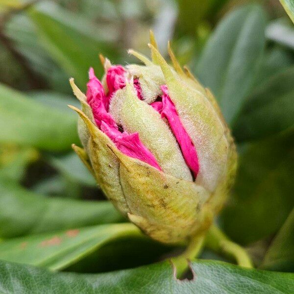 Rhododendron ponticum Blüte