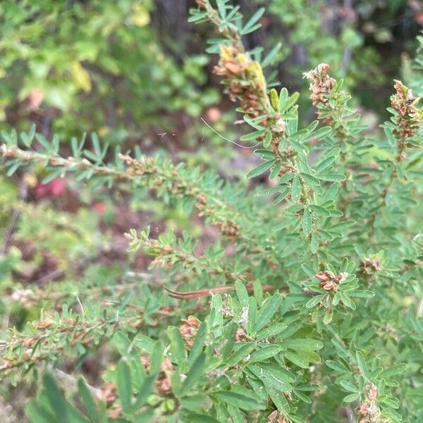 Lespedeza virginica Leaf