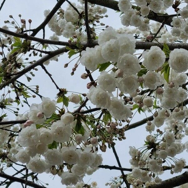 Prunus cerasus Flor