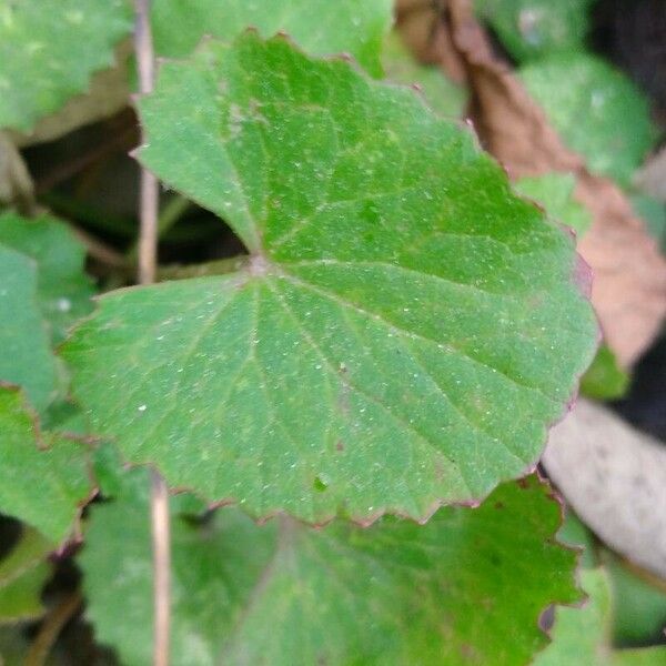 Centella asiatica 叶