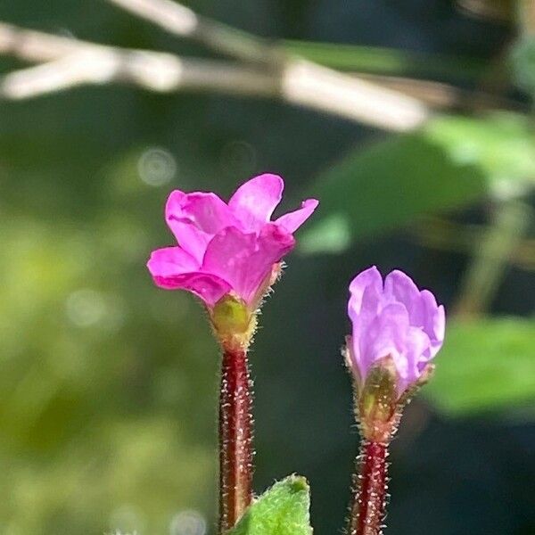 Epilobium parviflorum Flower