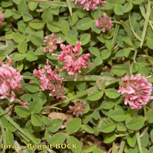 Trifolium physodes Other