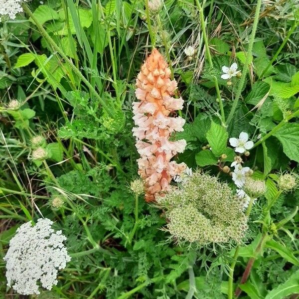 Orobanche amethystea Flower